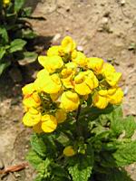 Bouquet D'or - Calceolaria Integrifolia (fam Scrophulariacees) (2) (Photo F. Mrugala)